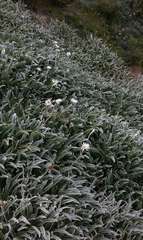 Celmisia sericophylla