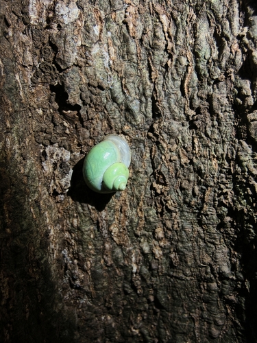 Leptopoma vitreum, 2026-10-27