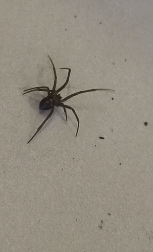 Steatoda grossa, 2026-10-27