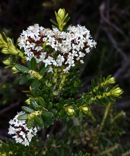 Image of Ozothamnus alpinus by (c) Russell Best, some rights reserved (CC BY)
