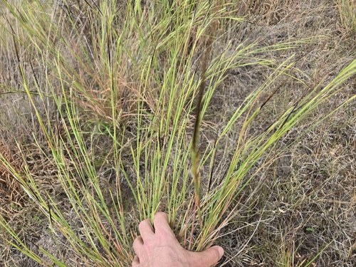 Heteropogon contortus observed 2026-10-25