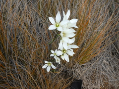 Gentianella stellata