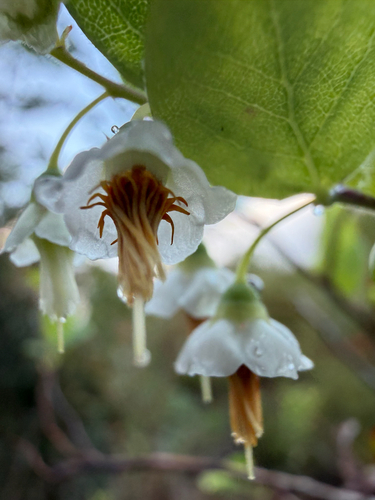 Vaccinium stamineum observed 2026-10-26