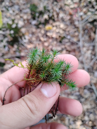 Polytrichum juniperinum observed 2026-10-25