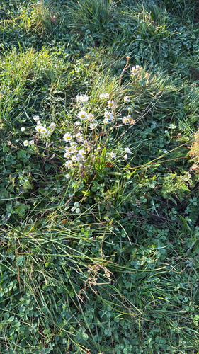 Erigeron annuus observed 2026-10-27