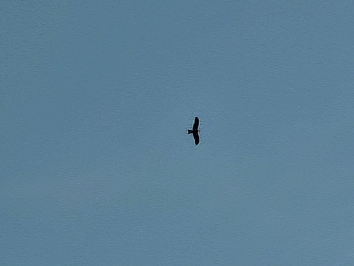 Milvus migrans, 2026-10-27