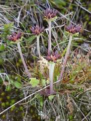 Chaerophyllum eriopodum