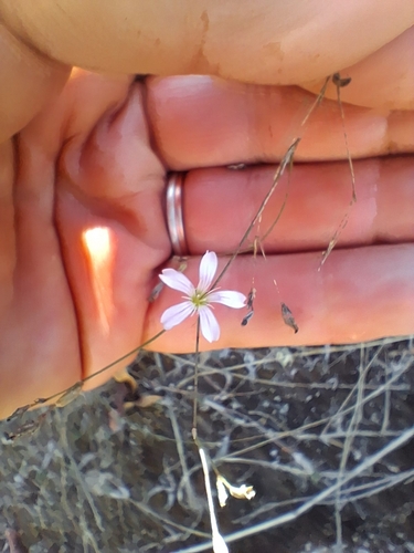 Petrorhagia saxifraga, 2026-10-25