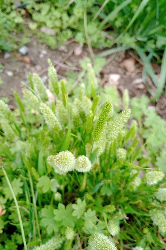 Rostraria cristata observed 2026-10-24