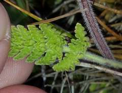 Chaerophyllum eriopodum