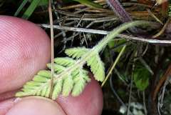 Chaerophyllum eriopodum