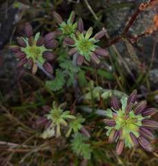 Chaerophyllum eriopodum