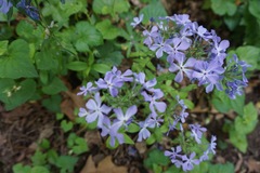 Phlox divaricata divaricata