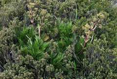 Aciphylla glacialis