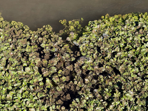 Nasturtium officinale observed 2026-10-26