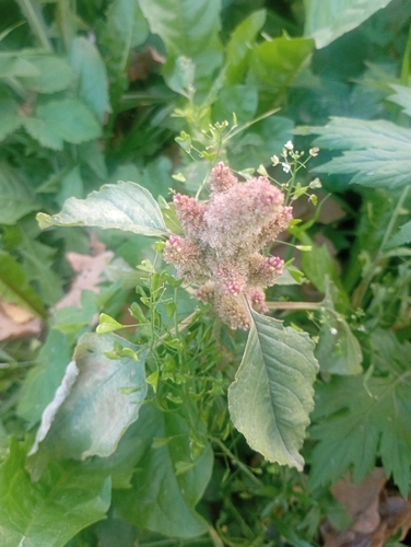 Amaranthus retroflexus observed 2026-10-27