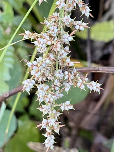 Carex cruciata observed 2026-10-27
