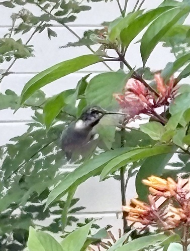 Archilochus colubris observed 2026-10-27
