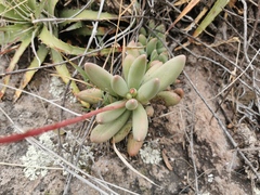 Pachyphytum hookeri