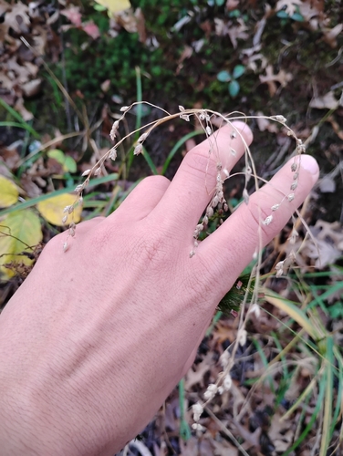 Glyceria canadensis, 2026-10-25