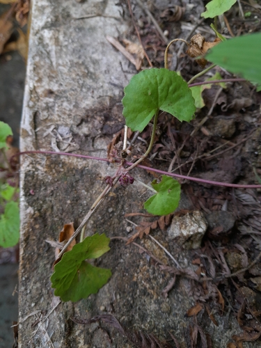 Centella asiatica observed 2026-10-27