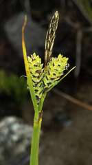 Carex hypandra
