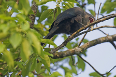 Phaenicophaeus tristis
