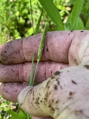 Alopecurus carolinianus