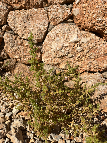 Salsola observed 2026-10-27
