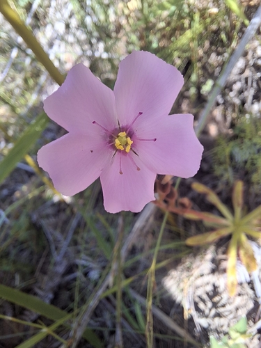 Drosera observed 2026-10-27