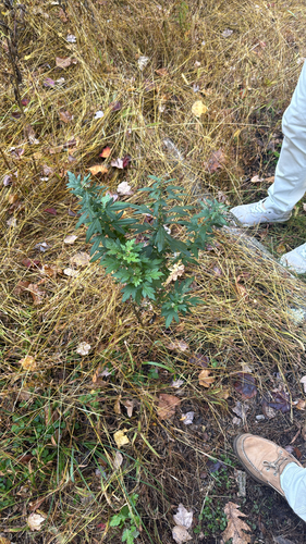 Artemisia vulgaris observed 2026-10-27