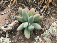Pachyphytum hookeri