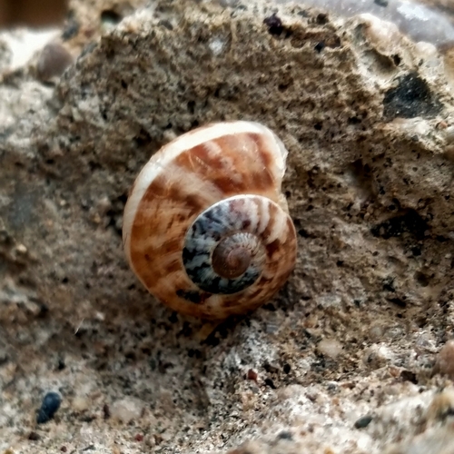 Eobania vermiculata, 2026-10-27