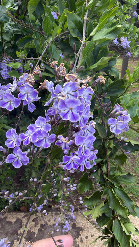 Duranta erecta observed 2026-10-26