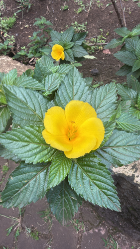 Turnera ulmifolia observed 2026-10-26