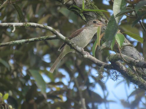 Lanius tigrinus observed 2026-10-26