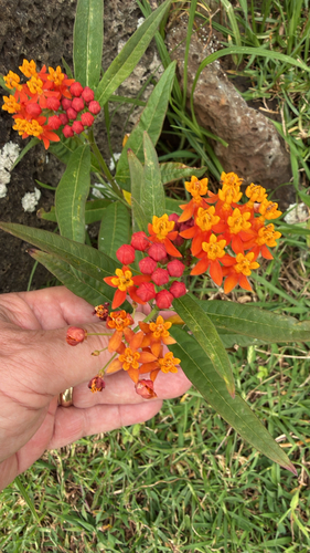 Asclepias curassavica observed 2026-10-26