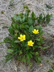 Ranunculus victoriensis