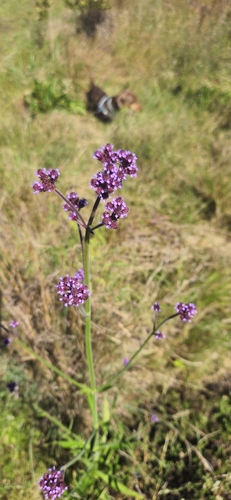 Verbena bonariensis observed 2026-10-27
