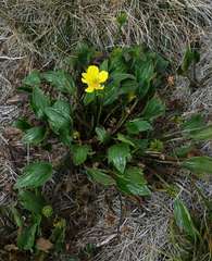 Ranunculus victoriensis