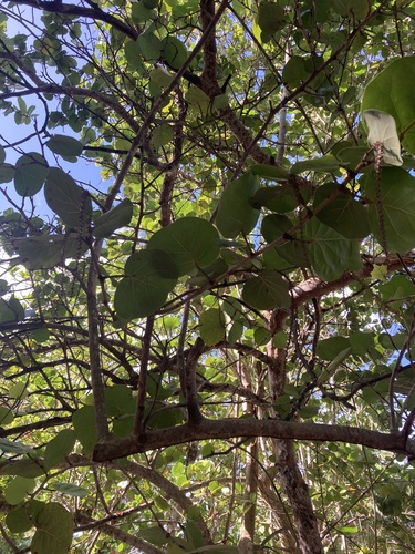 Coccoloba uvifera observed 2026-10-26