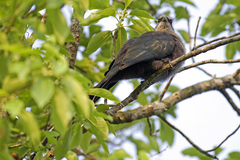 Phaenicophaeus tristis