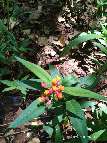 Asclepias curassavica observed 2026-10-26