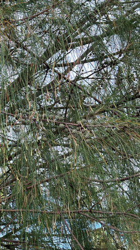 Casuarina equisetifolia observed 2026-10-26