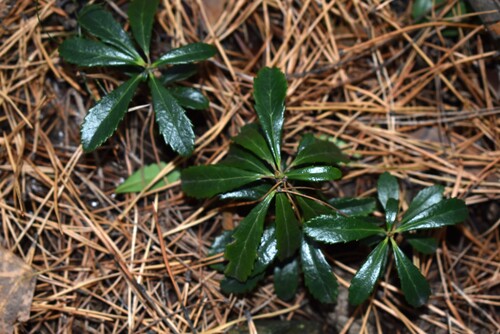 Chimaphila umbellata observed 2026-10-27