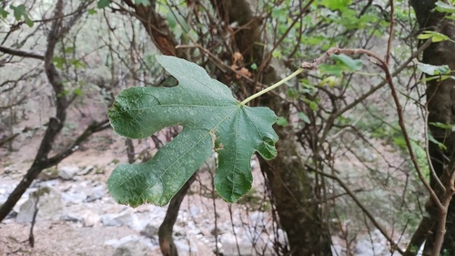 Ficus observed 2026-10-27