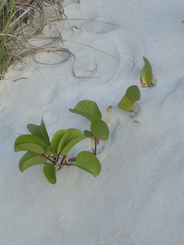 Ipomoea pes-caprae observed 2026-10-27