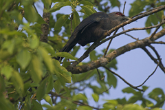 Phaenicophaeus tristis