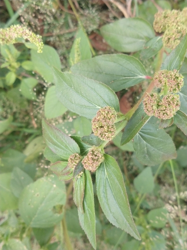 Euphorbia hirta observed 2026-10-27