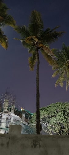 Cocos nucifera observed 2026-10-27